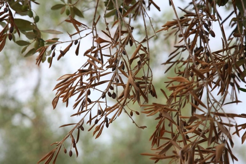 Xylella fastidiosa: Acções de formação e sensibilização