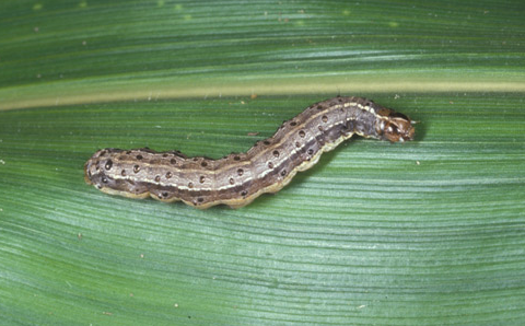 Medidas de emergência Spodoptera frugiperda