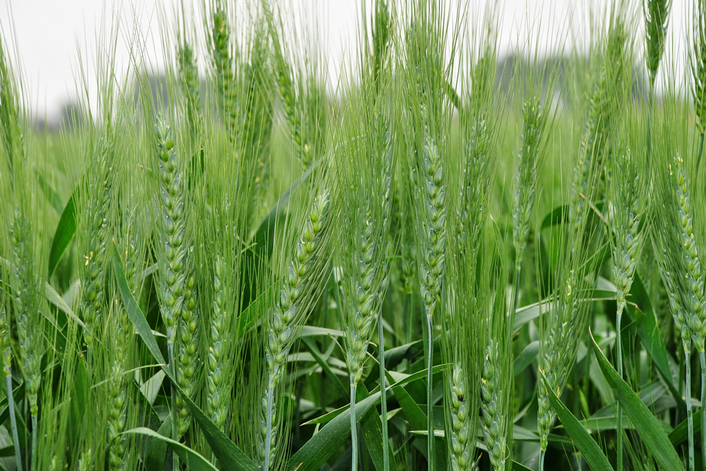 UE actualiza Catálogo Comum de Variedades de Espécies Agrícolas